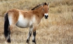 Calul lui przewalski